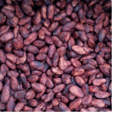Cacao en grano